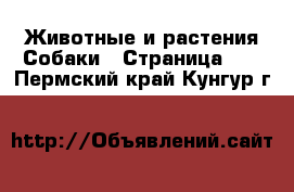 Животные и растения Собаки - Страница 22 . Пермский край,Кунгур г.